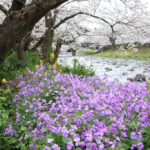 松崎町「大沢温泉」桜風景