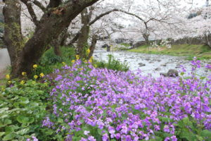 西伊豆松崎町「大沢温泉」桜風景