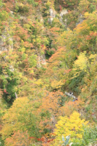 宮城県「秋の鳴子峡」大深沢遊歩道への紅葉