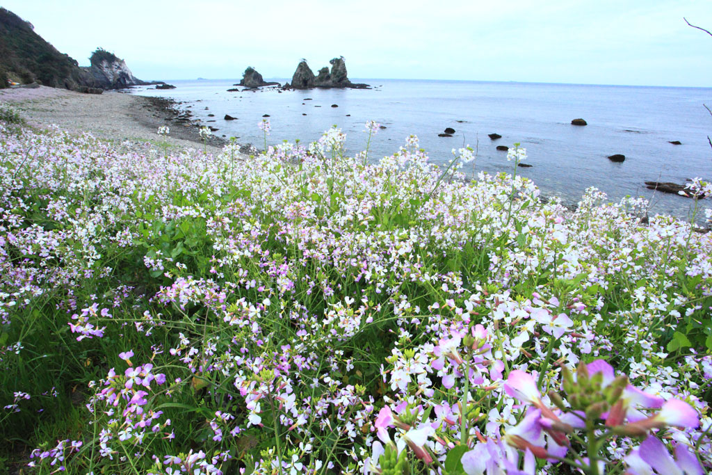 南伊豆町「逢瀬浜」浜ダイコン群生の海岸風景
