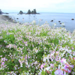 南伊豆町　ハマダイコンの花風景