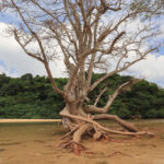 石垣島　ヒルギ大木の立ち枯れ光景