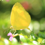 四季の風景「蝶と花」タイワンキチョウ