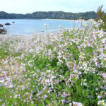 南伊豆町「弓ヶ浜」海兵に映えるハマダイコンの花