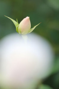 神代植物公園「バラ園」前ボケを活かした白バラの蕾
