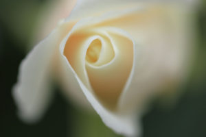 神代植物公園「バラ園」白バラのクローズアップ写真