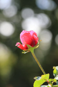 神代植物公園「バラ園」前ボケを活かしたバラの写真