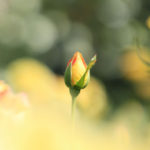 クローズアップ写真「ボケ効果美しい花風景」バラの蕾