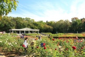 神代植物公園「バラ園」バラ園の光景