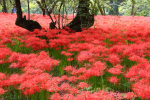埼玉県日高市「 巾着田」彼岸花の赤い絨毯