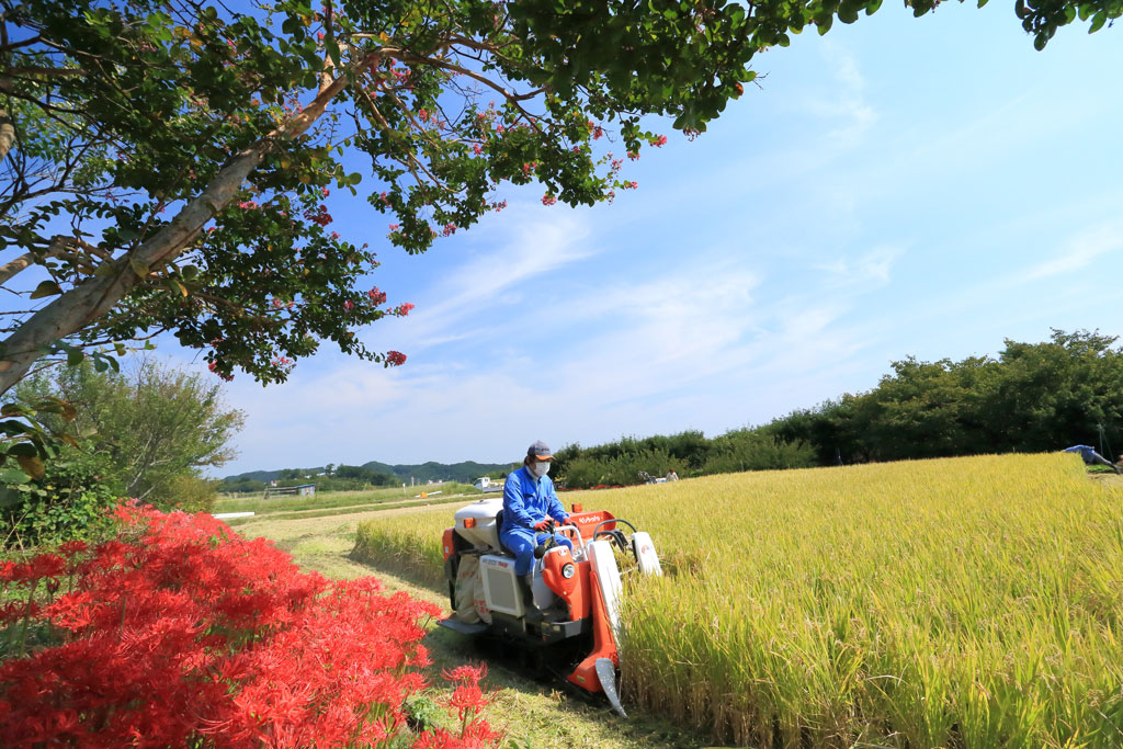 伊勢原市「日向薬師」彼岸花と稲刈り