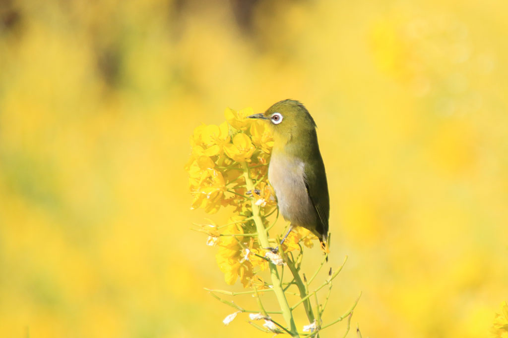 神奈川「吾妻山公園」菜の花とメジロ