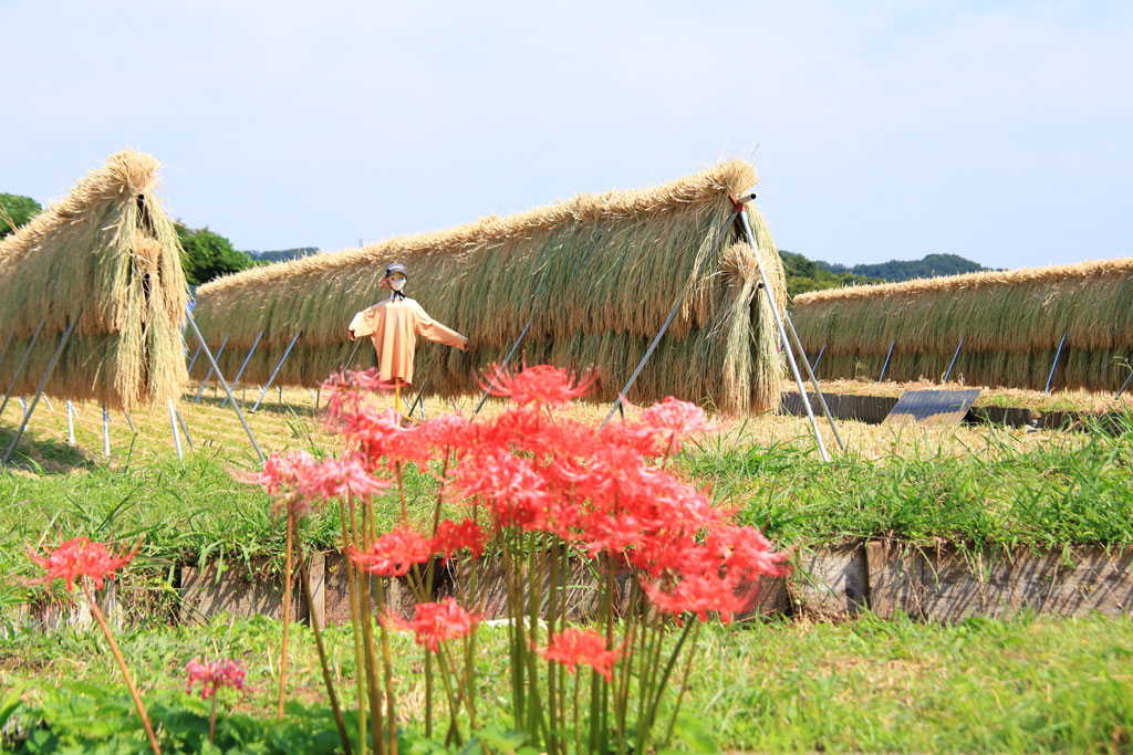 伊勢原市「日向薬師」稲刈り後の田園風景