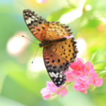 クローズアップ写真「蝶の世界」ツマグロヒョウモン