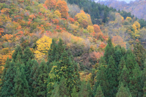 新潟県「八海山ロープウェイ」稜線の紅葉