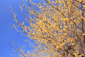 神奈川県松田町「寄のロウバイ園」青空に映えるロウバイの花風景