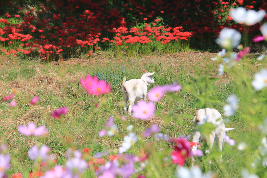 伊勢原市「日向薬師」ヤギと彼岸花
