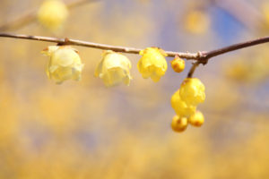 神奈川県松田町「寄のロウバイ園」ロウバイの花
