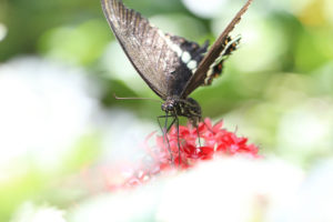 多摩動物公園「昆虫生態園の蝶」シロオビアゲハ