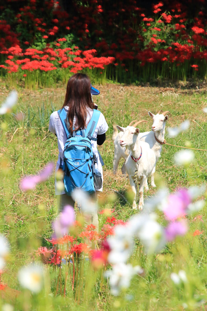 伊勢原市「日向薬師」ヤギと戯れる写ガール