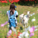神奈川県「日向薬師」彼岸花の中でヤギと戯れる