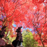 四季の風景「神奈川県大山寺」空を覆う紅葉の光景