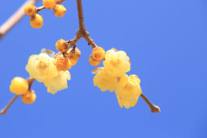 神奈川県松田町「寄のロウバイ園」可憐なロウバイの花