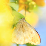 クローズアップ写真「蝶」ツバメニチョウ