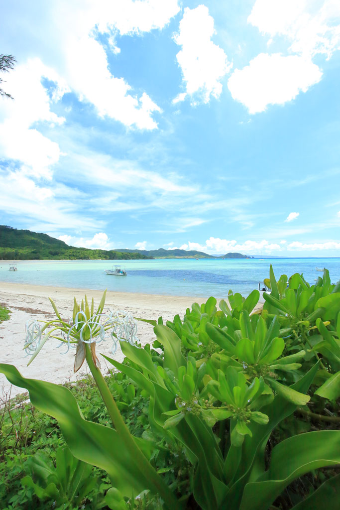 石垣島「底地ビーチ」ハマユウ咲くビーチ
