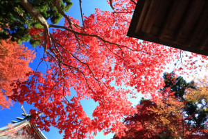 神奈川県伊勢原市 大山の紅葉 木漏れ日のカフェで