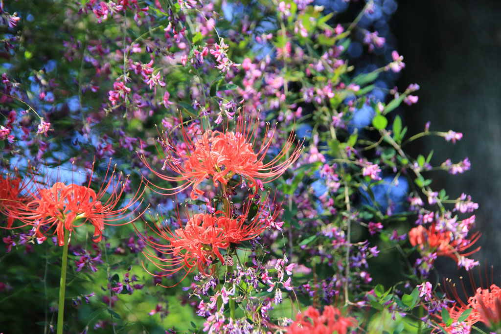 伊勢原市「日向薬師」萩と彼岸花