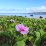 石垣島「名蔵湾」岸辺のハマヒルガオの花風景