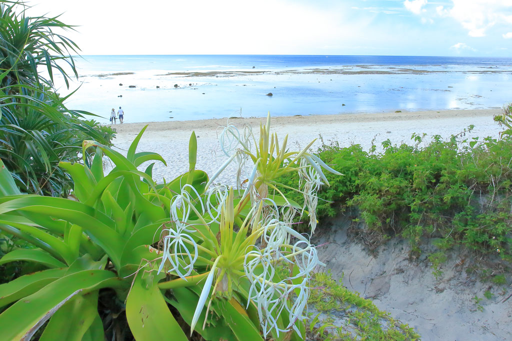 石垣島「米原海岸」ハマユウ越しの広大なビーチ