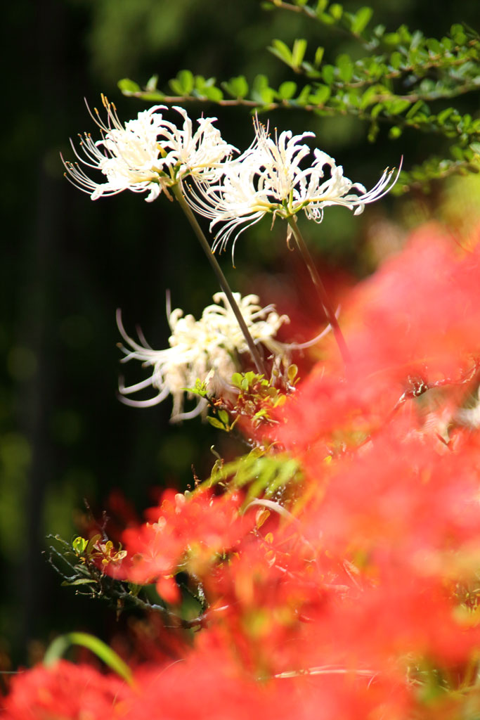 伊勢原市「日向薬師」白い彼岸花