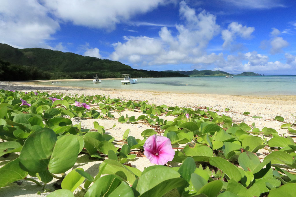 石垣島「底地ビーチ」ビーチのハマヒルガオの群生