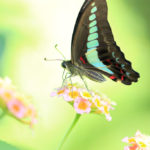 クローズアップ写真「蝶の世界」アオスジアゲハ