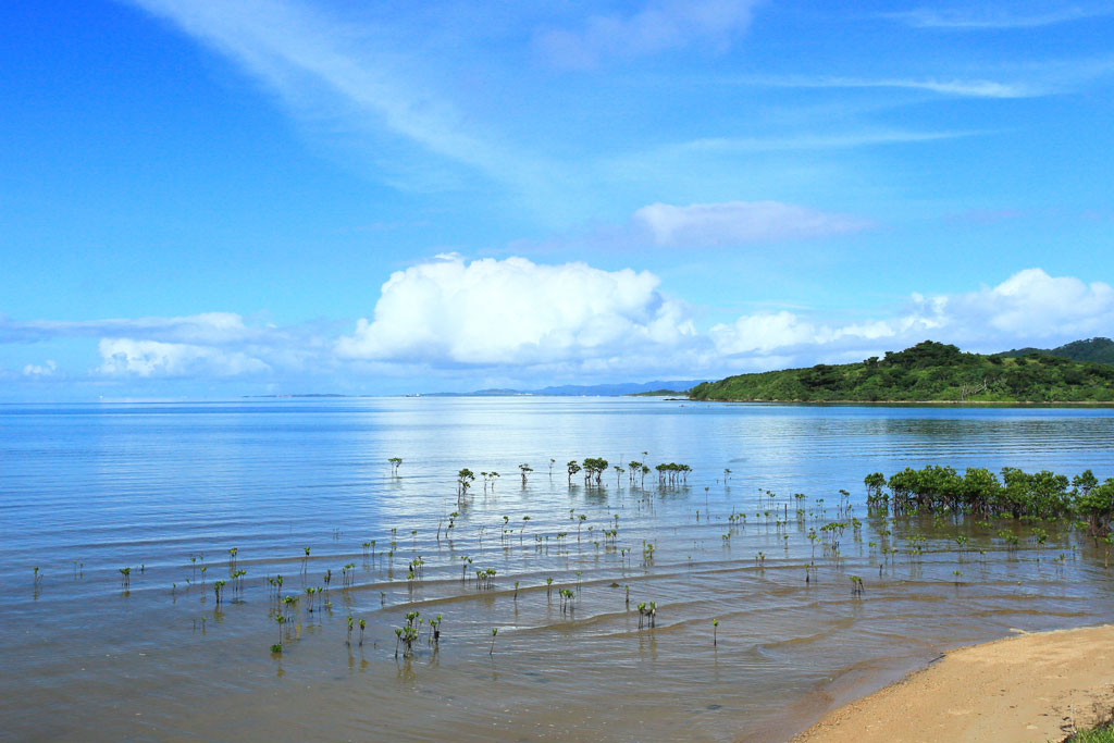 石垣島「名蔵湾」映える夏雲とヒルギの群生