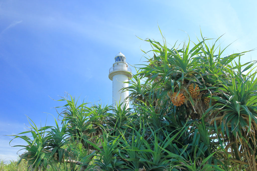 石垣島「御神埼灯台」アダンの実と灯台