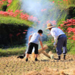 神奈川県「日向薬師」彼岸花風景と親子の農作業