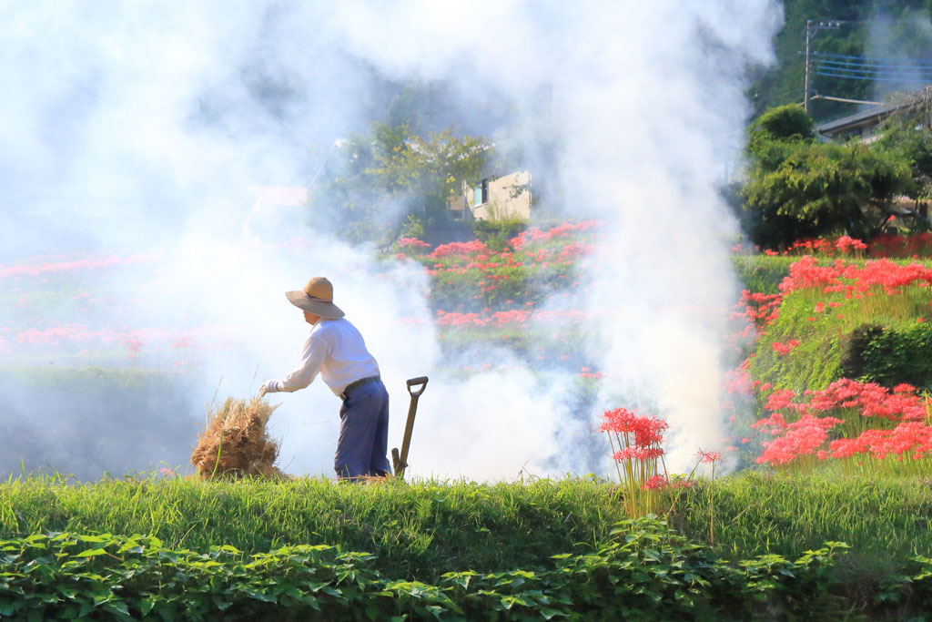 伊勢原市「日向薬師」彼岸花風景の農作業