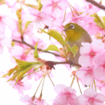 「四季の風景」河津桜とメジロ