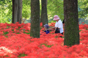 埼玉県日高市「 巾着田」車椅子で彼岸花を楽しむ