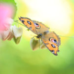クローズアップ写真「蝶」タテハモドキ