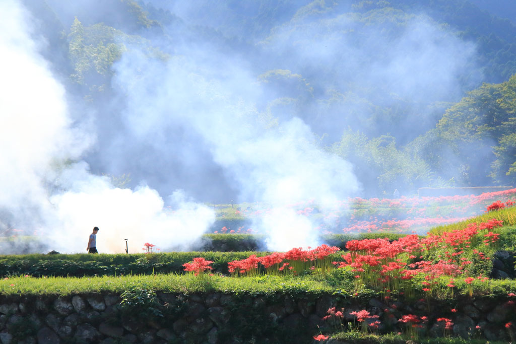 伊勢原市「日向薬師」稲くず燃やす彼岸花風景