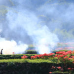 神奈川県「日向薬師」稲藁焼きの煙に霞む彼岸花