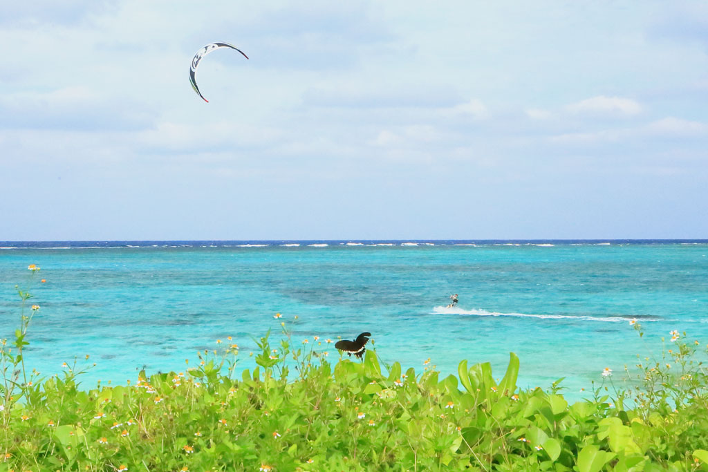 石垣島「川平ビーチ」蝶とパラセーリング