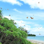 八重山諸島「竹富島」ビーチの舞う蝶の群落