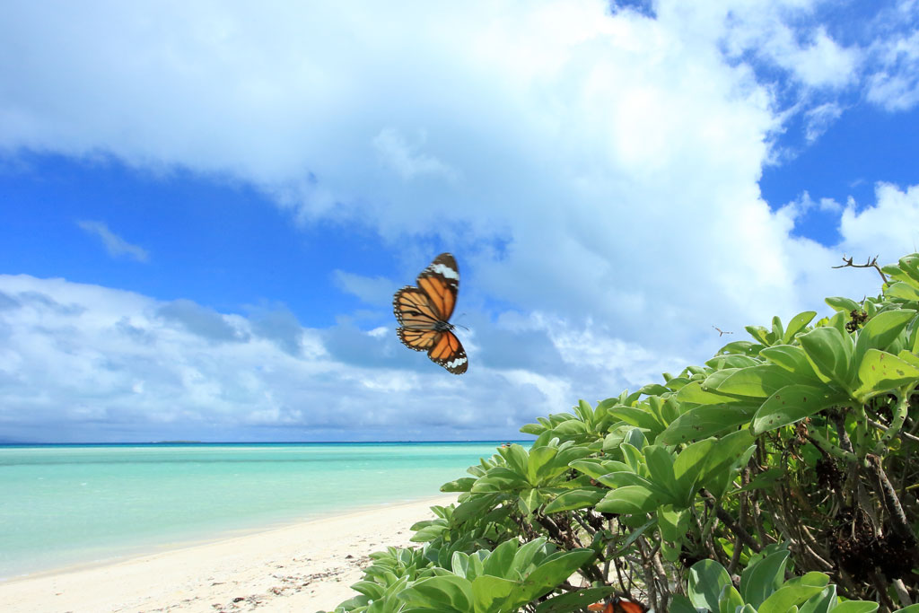 竹富島「コンドイビーチ」ビーチを舞う南国の蝶