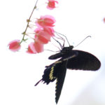 クローズアップ写真「蝶」シロオビアゲハ