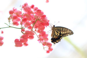 多摩動物公園「昆虫生態園の蝶」キアゲハ